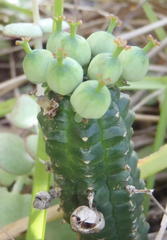 Euphorbia mammillaris