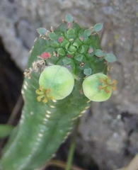 Euphorbia mammillaris