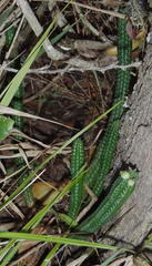 Euphorbia mammillaris