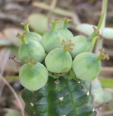 Euphorbia mammillaris