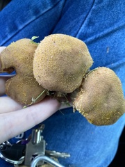 Armillaria calvescens