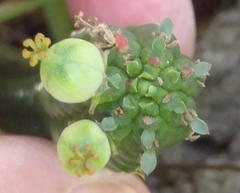 Euphorbia mammillaris