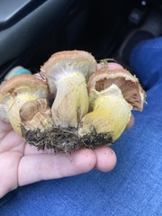 Armillaria calvescens