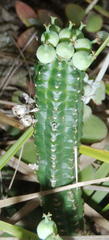 Euphorbia mammillaris