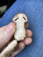 Armillaria calvescens