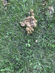 Armillaria calvescens