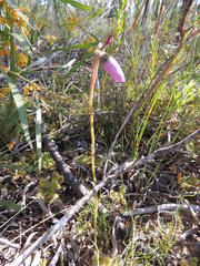 Drosera pauciflora