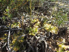 Drosera pauciflora