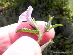 Ipomoea gracilisepala