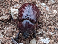 Orizabus pyriformis