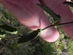 Ipomoea gracilisepala