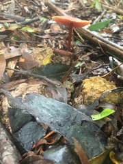 Laccaria canaliculata