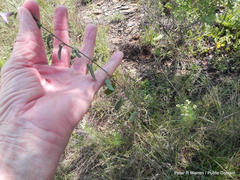 Ipomoea gracilisepala