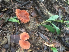 Laccaria canaliculata