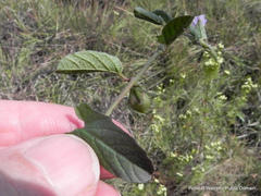 Ipomoea gracilisepala