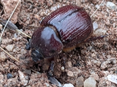 Orizabus pyriformis