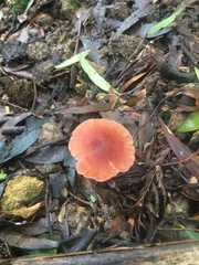 Laccaria canaliculata