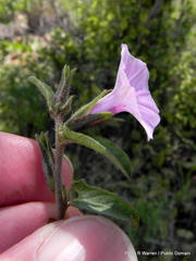 Ipomoea gracilisepala