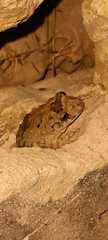 Scinax acuminatus