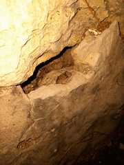 Scinax acuminatus