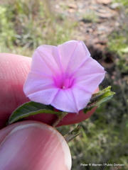 Ipomoea gracilisepala