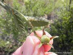 Ipomoea gracilisepala