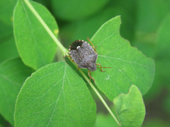 Holcostethus abbreviatus
