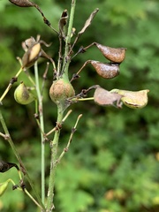 Neolasioptera desmodii