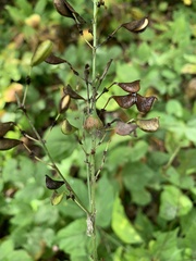 Neolasioptera desmodii