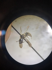 Dufourea novaeangliae