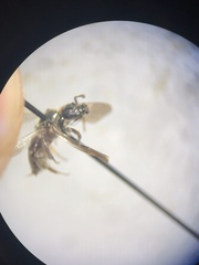 Dufourea novaeangliae