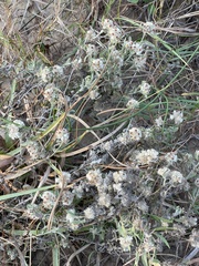 Helichrysum candolleanum