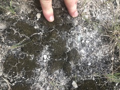 Psora pseudorussellii