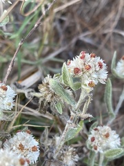 Helichrysum candolleanum