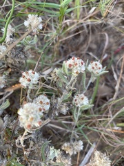 Helichrysum candolleanum