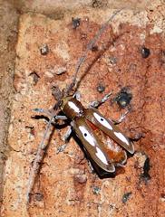 Prosopocera paykulli