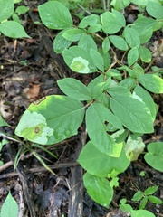 Leucanthiza dircella