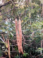 Senna pendula glabrata