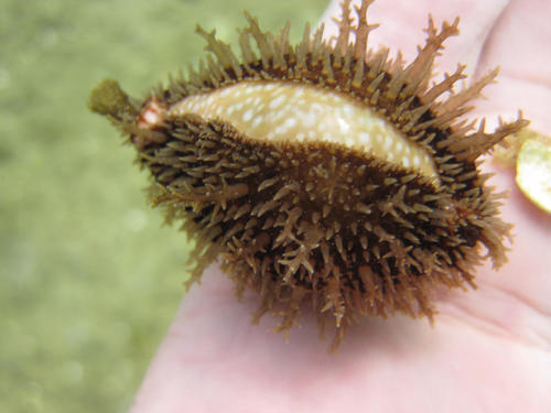 Naria lamarckii