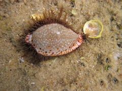 Naria lamarckii