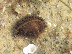 Naria lamarckii
