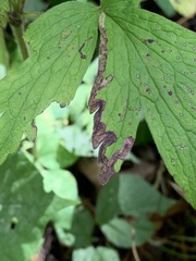 Phytomyza canadensis