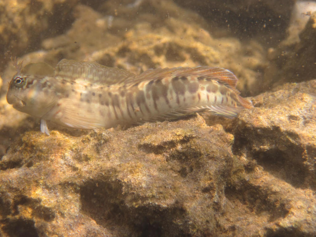 Streaky Rockskipper (Istiblennius dussumieri)