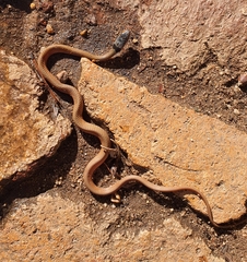 Demansia quaesitor