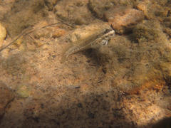 Istiblennius dussumieri
