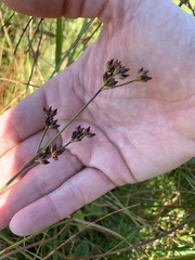 Juncus caesariensis