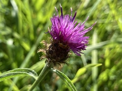 Centaurea debeauxii