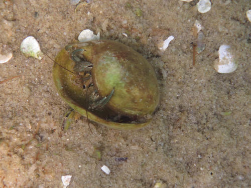 Bulla ampulla