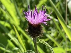 Centaurea debeauxii