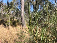 Dodonaea stenophylla